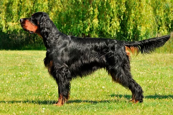 Шотландский сеттер (гордон)