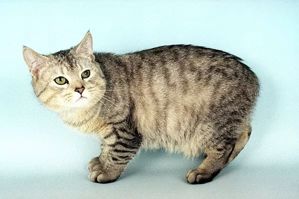 Мэнская кошка (мэнкс)