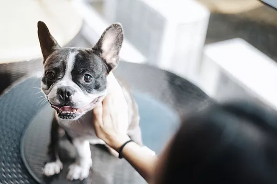 Цистит у собаки