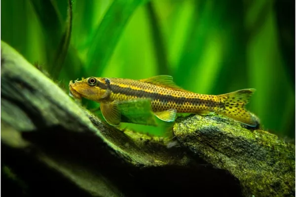 Гиринохейлус: харизматичные чистильщики-интроверты 