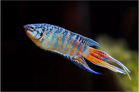 Макроподы: декоративные рыбы с непростым нравом