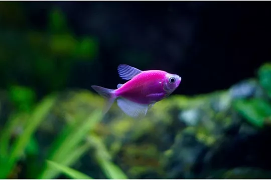 Глофиш: детище науки на радость аквариумистам