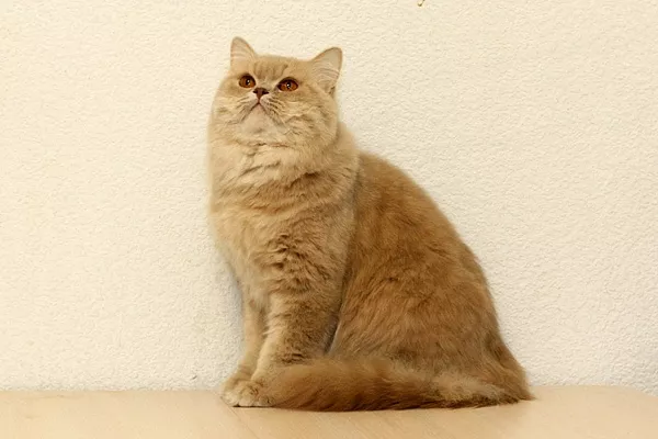 Британская длинношерстная кошка