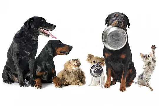 Миски из нержавеющей стали: за и против