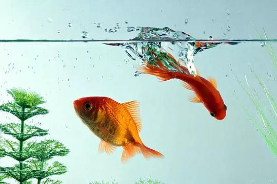 Золотые рыбки: уход и содержание