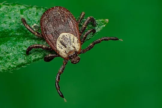 Как уберечь собаку от клещей и чем они опасны