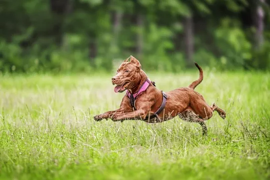 Самые сильные породы собак в мире: топ-10
