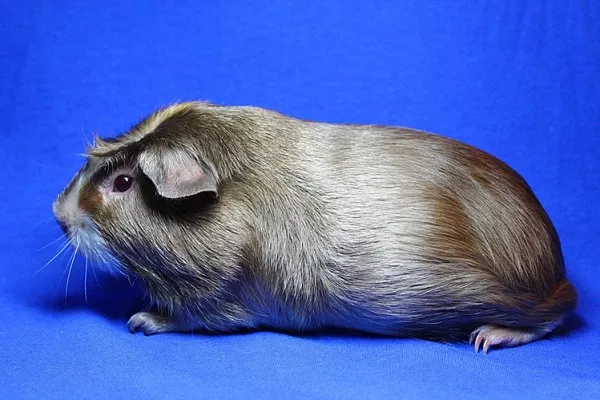 Сатиновая морская свинка