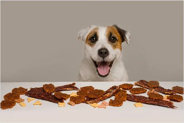 Какие лакомства можно давать собаке с аллергией