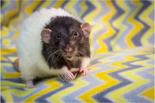 Крыса рекс