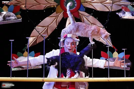 5 мифов, которые мешают выбрать «свою» кошку 