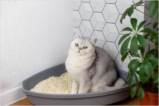 Как избавиться от запаха кошачьей мочи