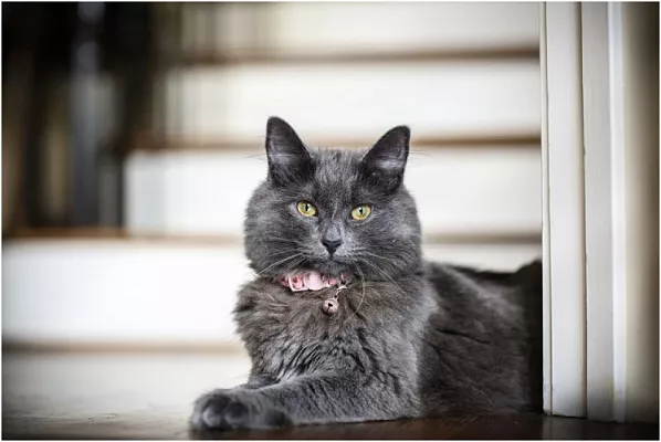 В России создали умный ошейник для определения состояния здоровья кошки по ее голосу