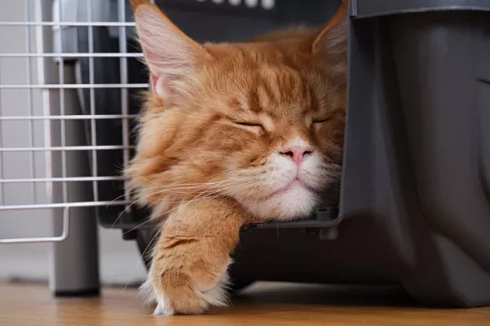 Переноски для транспортировки кошек: какие бывают и зачем нужны