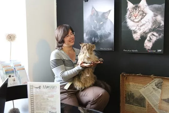 «Республика кошек и котов»: как устроено первое котокафе в России и Европе