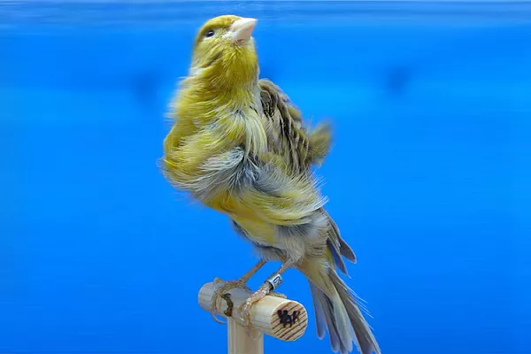 Канарейки курчавые