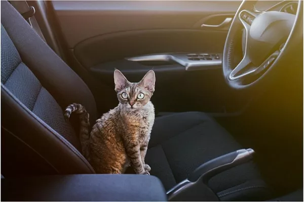 Длительный переезд с кошкой на автомобиле