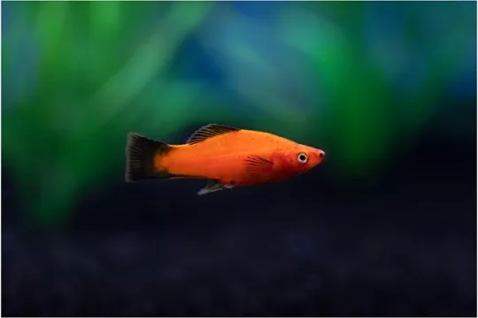 Пецилия: веселая компания для начинающего аквариумиста Пецилия: веселая компания для начинающего аквариумиста