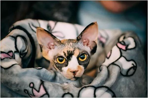 Как ухаживать за сфинксами в зимние месяцы