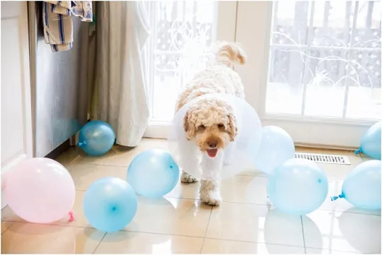 Уход за собакой после кастрации и стерилизации