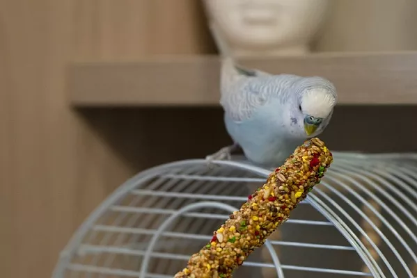 10 устойчивых мифов и заблуждений о кормлении птиц