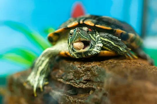 Виды кормов для черепах