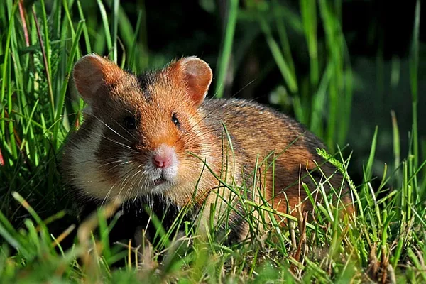 Хомяк обыкновенный