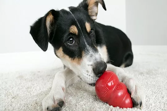 Как сделать мороженое для собаки?