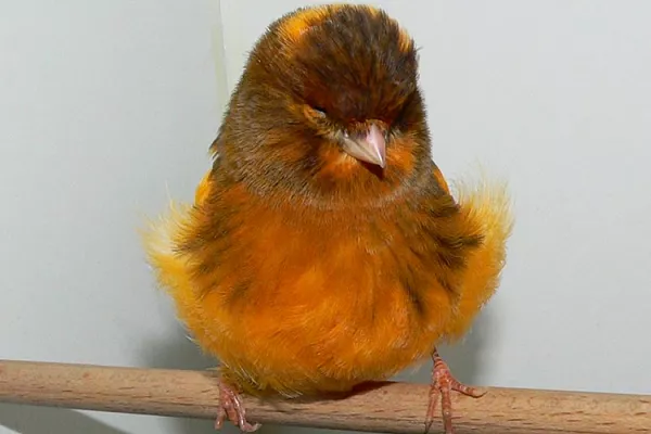 Канарейки фигурные