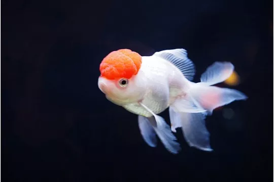 Оранда: рыбка в шляпке