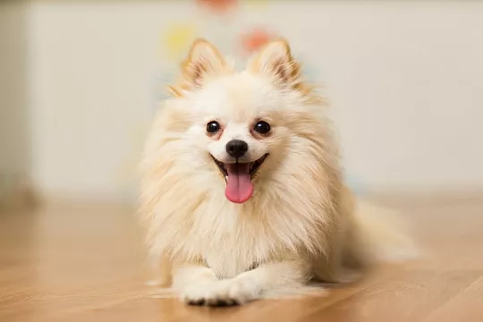 Собаки без отметин на морде более эмоциональны