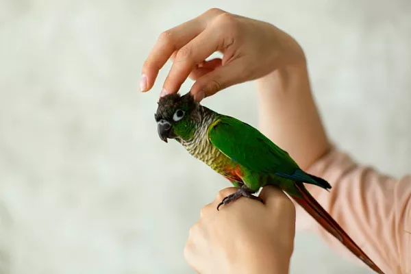 Решил побриться налысо: почему попугай выщипывает перья и что с этим делать