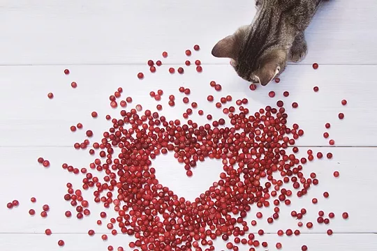 Можно ли котятам фрукты и ягоды?