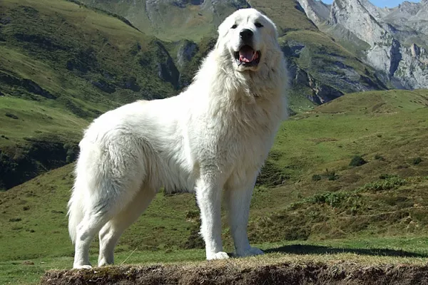 Горная пиренейская собака