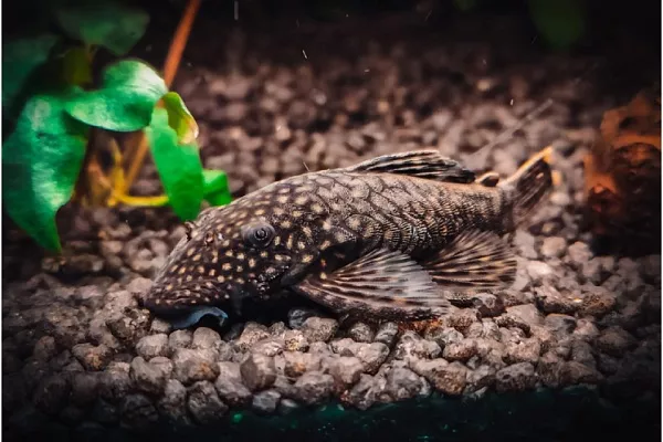 Анциструс: сомик – санитар аквариума