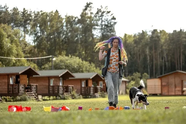 Бордер-колли в квартире: как выжить с очень активной собакой