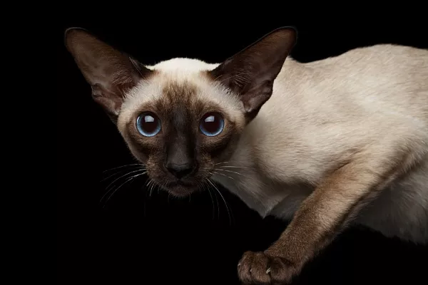 Сиамская кошка