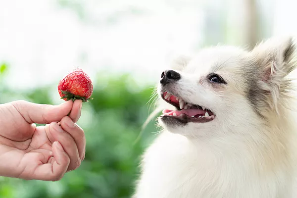 Какие ягоды и фрукты можно собакам?