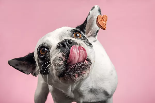 Питание и вкусности для собаки с чувствительным пищеварением