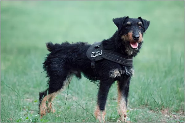 Немецкий ягдтерьер