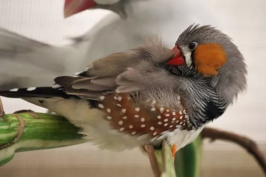 Чем кормить амадинов Чем кормить амадинов