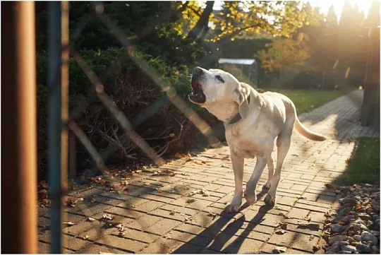 Американская ученая составила руководство по расшифровке языка и жестов собак 