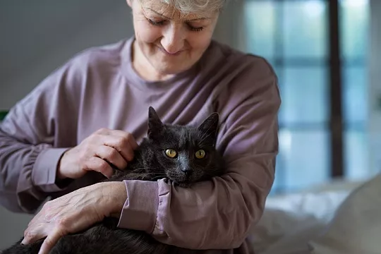 Породы кошек для пожилых людей
