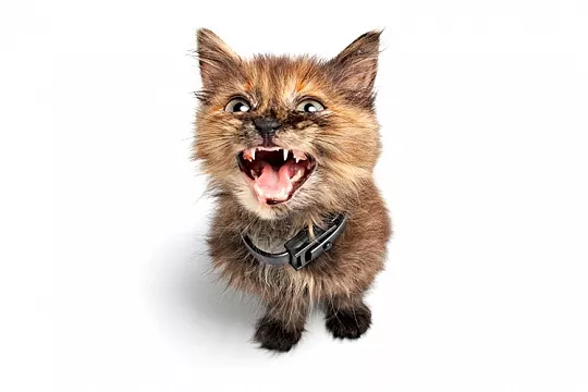 Когда у котят режутся зубы? Когда у котят режутся зубы?