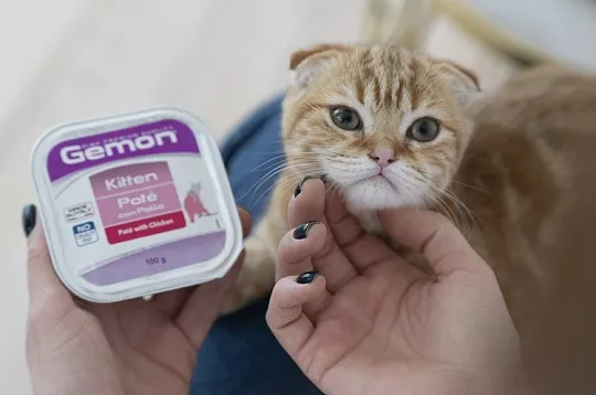 Где хранить кошачий корм. Хранение влажного кошачьего корма. блитси. okay cat.
