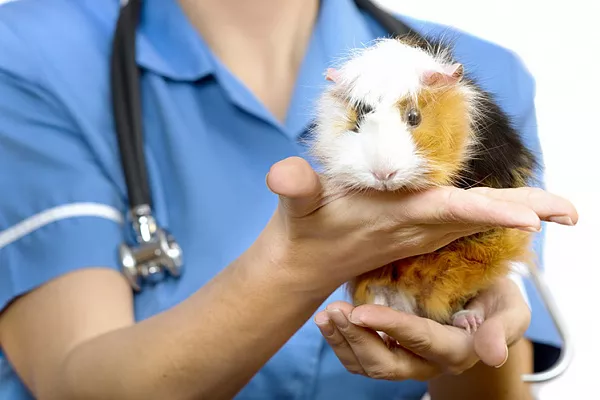 Как понять, что морская свинка заболела?