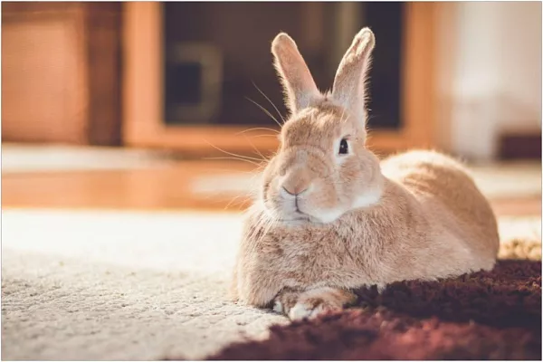 Кролик в квартире: как сделать пространство безопасным