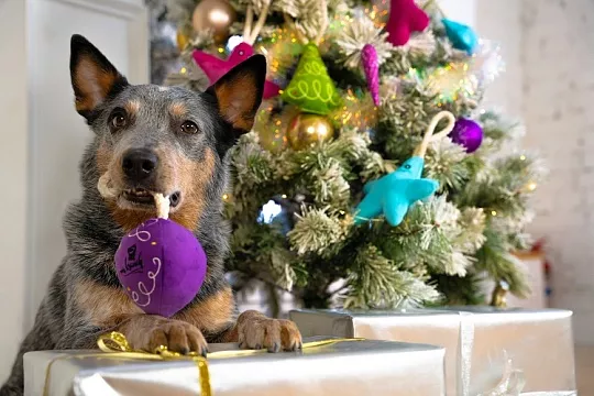 Что подарить собаке на Новый год. 10 небанальных идей от редакции «Хвост Ньюс»