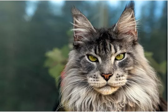 Самые крупные породы домашних кошек: топ-12