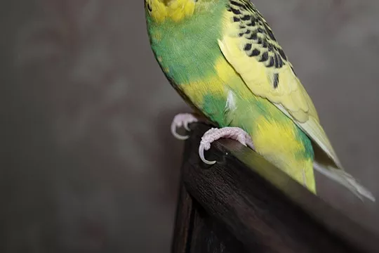 Как подстричь попугаю когти?